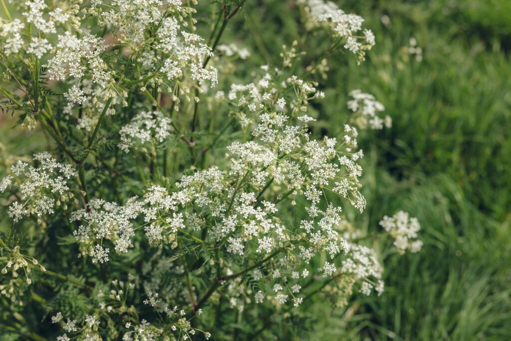 A summertime flower peaks through the grass.