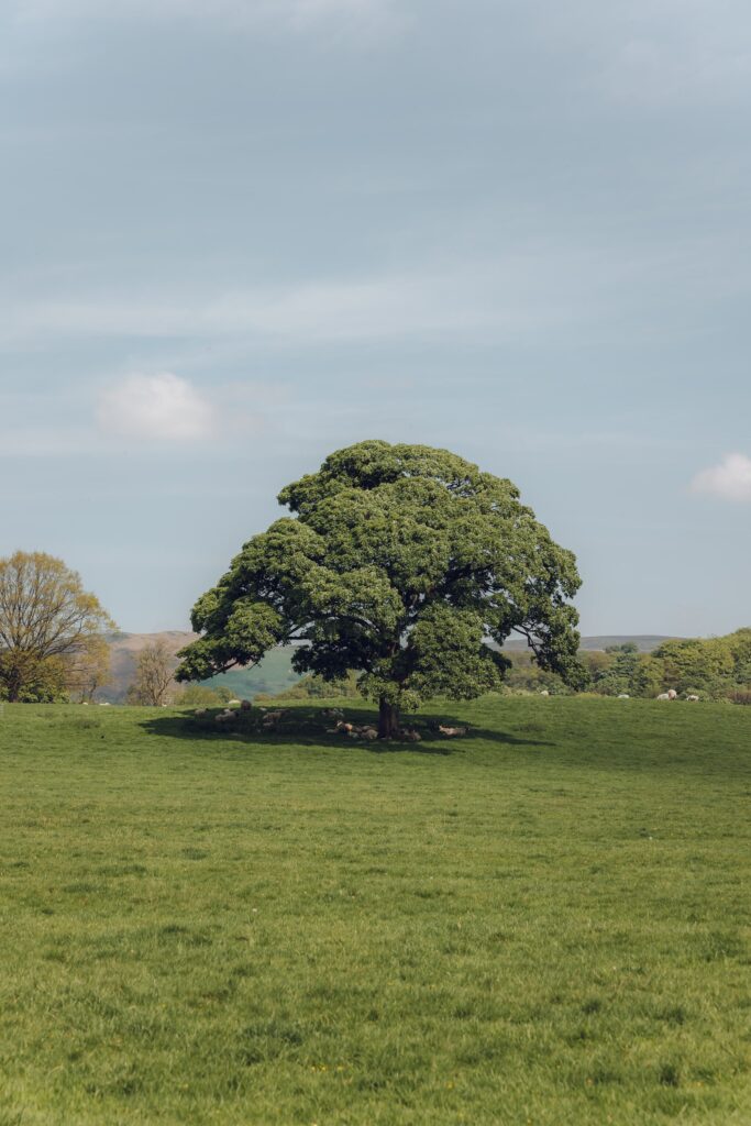 A large oak tree stands on a hill in glorious sunshine with blue skies above.