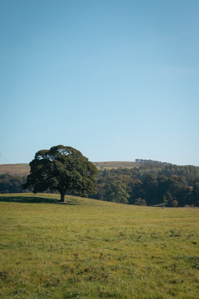 A large oak tree stands on a hill in glorious sunshine with blue skies above.